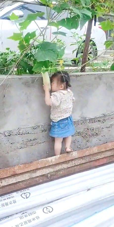 小女孩偷瓜吃,小女孩偷瓜吃的小故事