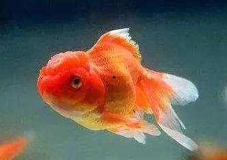 金鱼吃瓜群,揭秘水族圈里的欢乐时光
