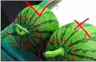 大勺子小勺子吃瓜,趣味吃瓜记