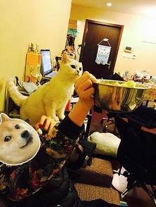 猫咪吃瓜为啥不吃瓤,为何对瓜瓤视而不见？