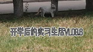 摸鱼划水吃瓜,揭秘办公室里的悠闲生活