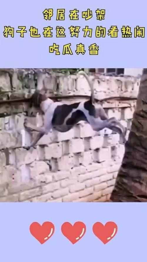 狗吃瓜 邻居吵架,狗吃瓜见证邻里纷争