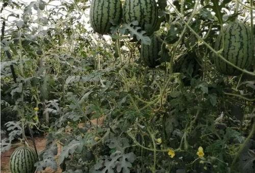 吃瓜群众上树,揭秘网络热点的背后故事