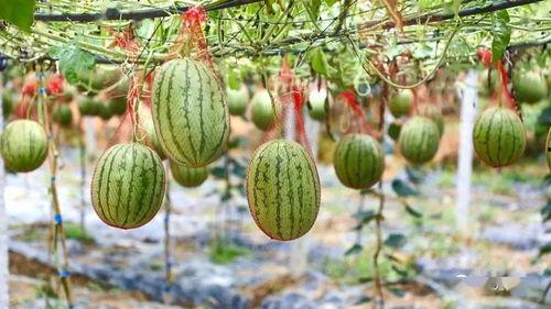 湖经厕所吃瓜,一场意外的“吃瓜”盛宴