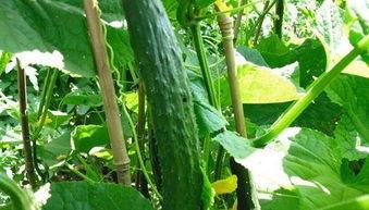 癌症可以吃瓜吗,瓜类食物的适宜与禁忌