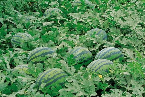 农村桐桐吃瓜,瓜果飘香里的快乐时光