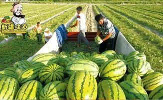 叶叶吃瓜合集,揭秘娱乐圈幕后故事