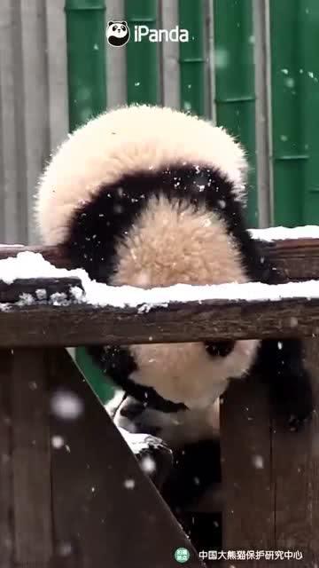 吃瓜小熊版,揭秘娱乐圈那些不为人知的幕后故事