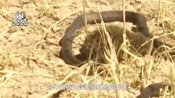 吃瓜群众刺猬,揭秘网络舆论场的独特视角