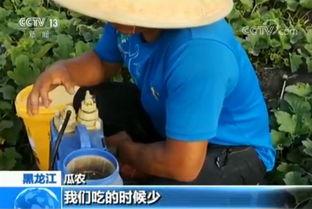 吃瓜甜蜜蜜,揭秘“吃瓜甜蜜蜜”背后的故事